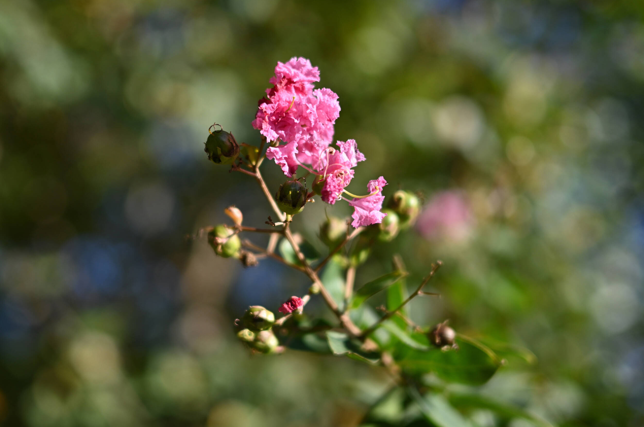 Nikon Z 40 mm f/2 (SE) img2
